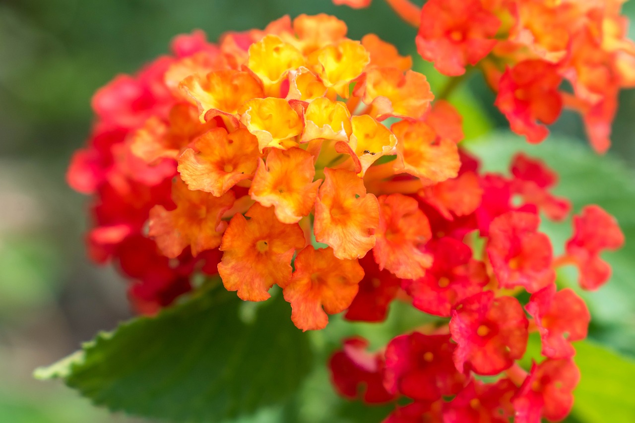 最新早安带字祝福图片,传递美好祝愿与活力