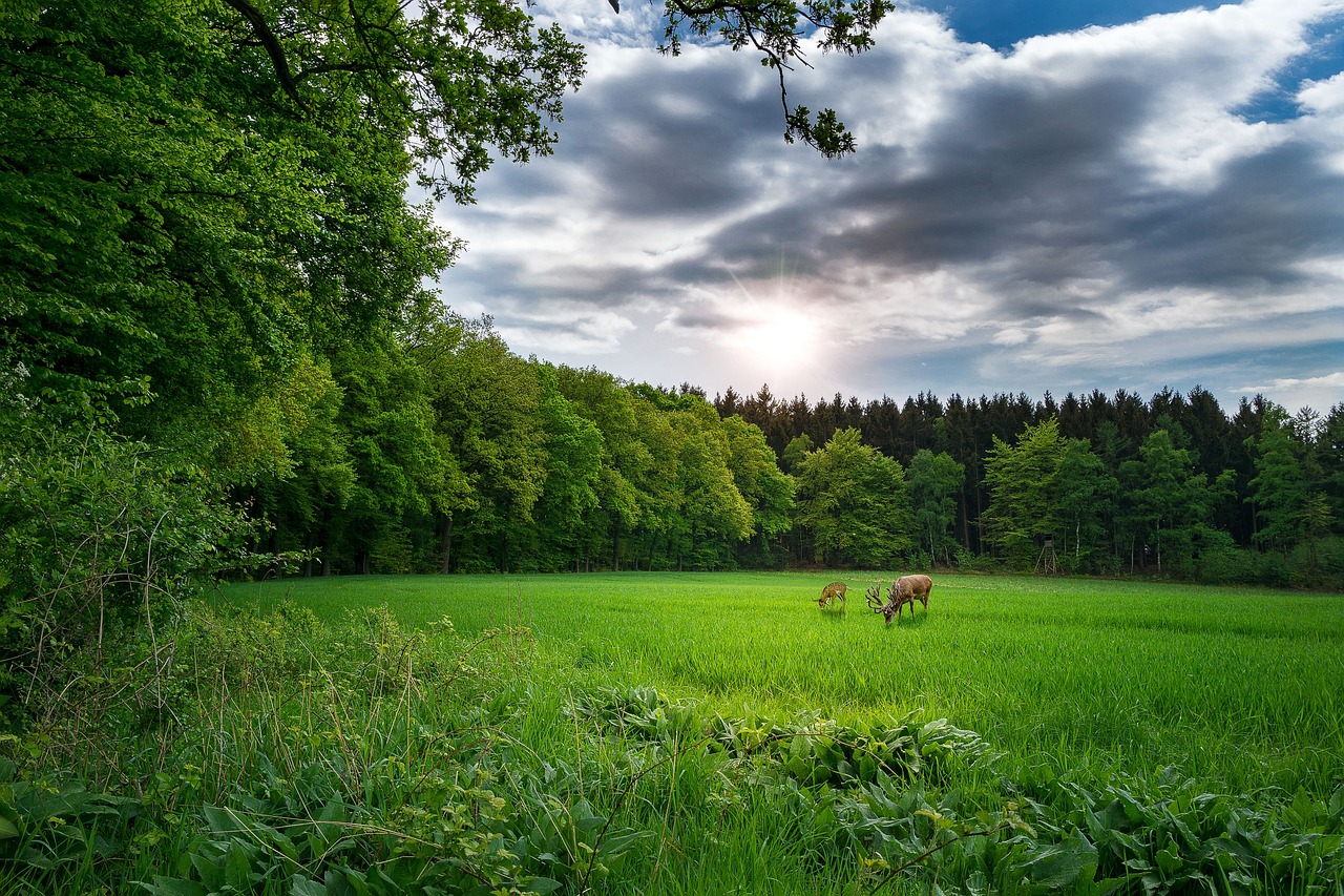 王者荣耀反场皮肤最新动态解析及更新资讯