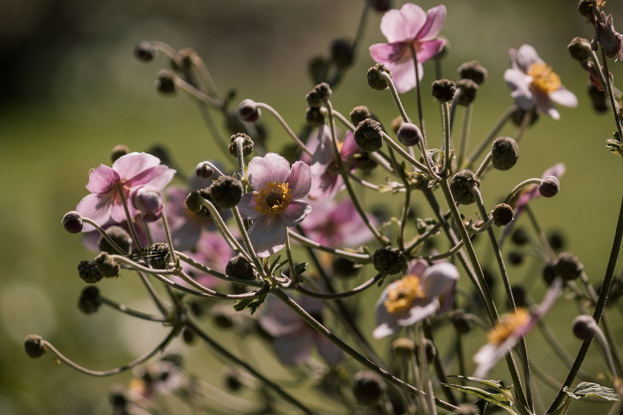 倒春寒最新动态,影响分析、对策建议及最新消息