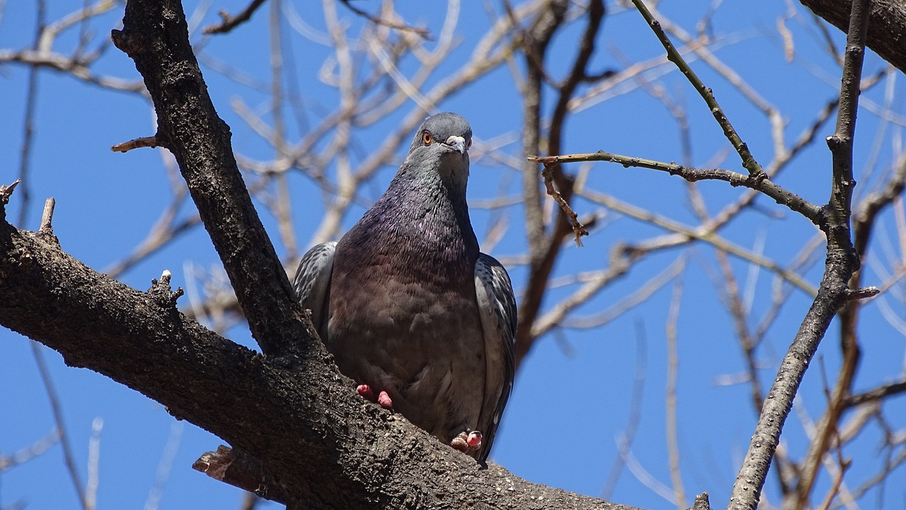 青岛新增确诊病例动态分析与最新动态更新