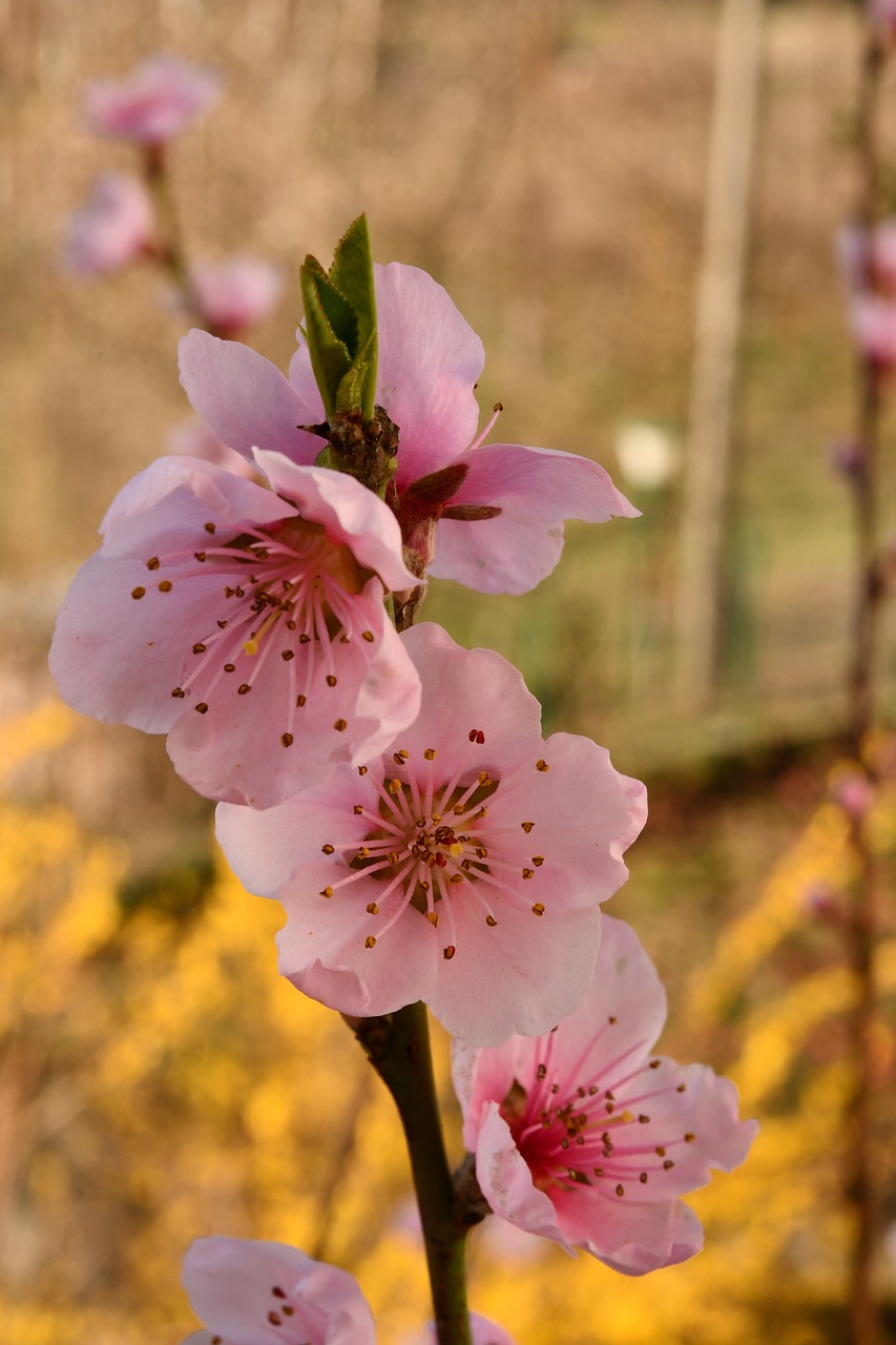 橙色预警最新动态，全面解析及应对攻略
