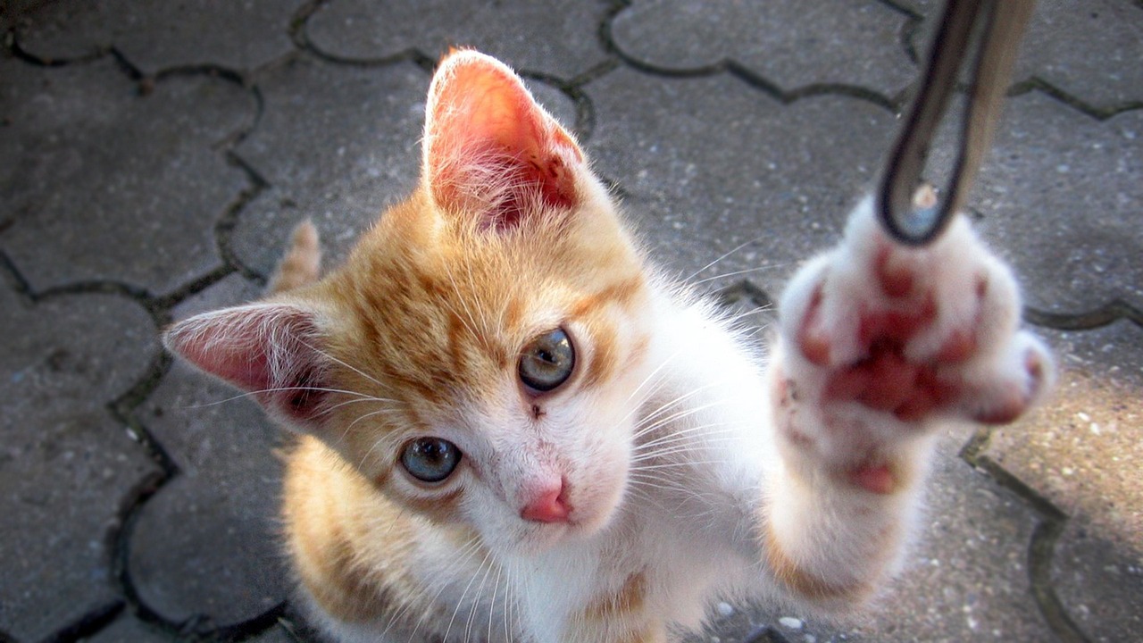 揭秘王俊凯最新娱乐动态,星光璀璨,未来可期