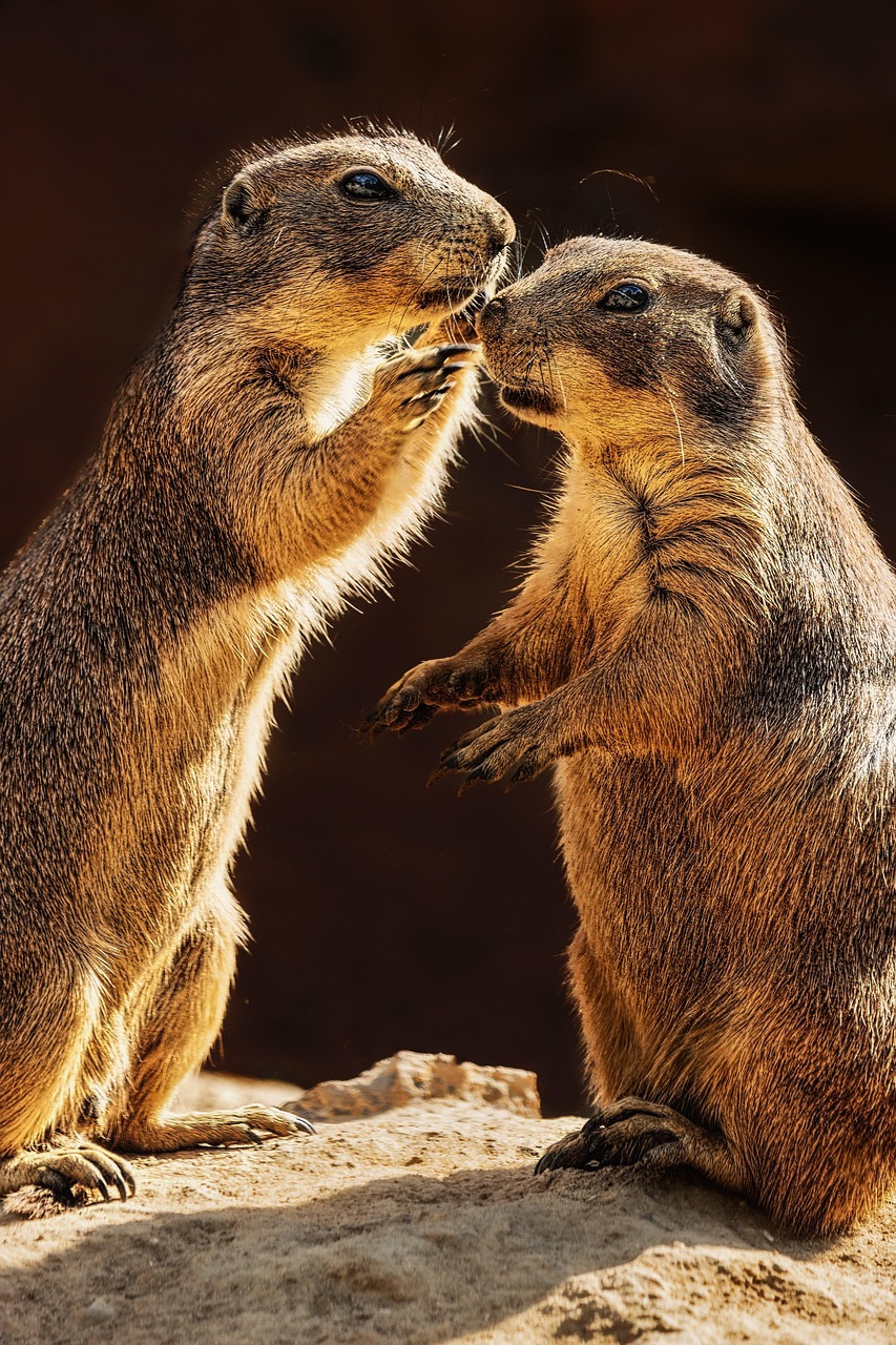 萌宠搞笑视频最新发布,乐趣无穷的宠物世界探索