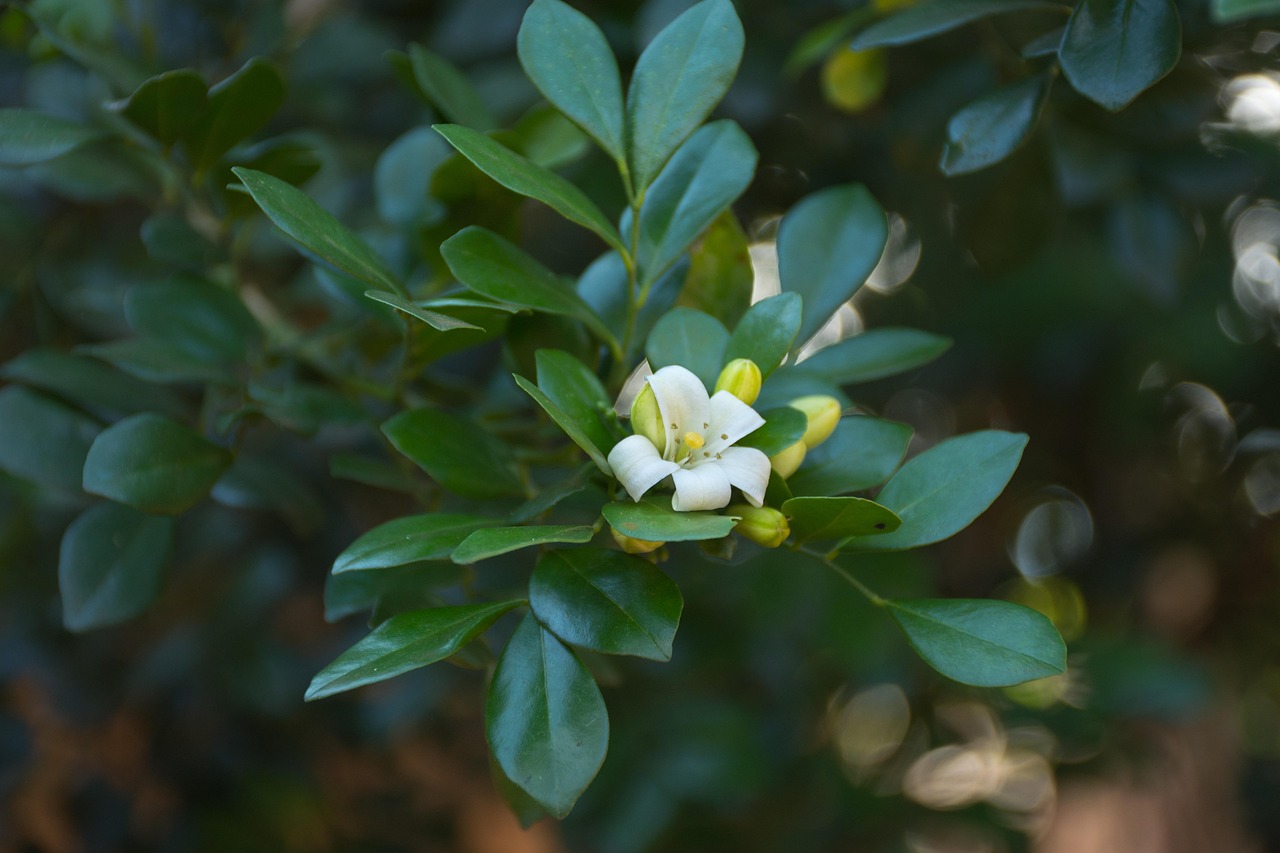 内蒙古疫情最新详细通报更新,疫情动态与防控措施全解析