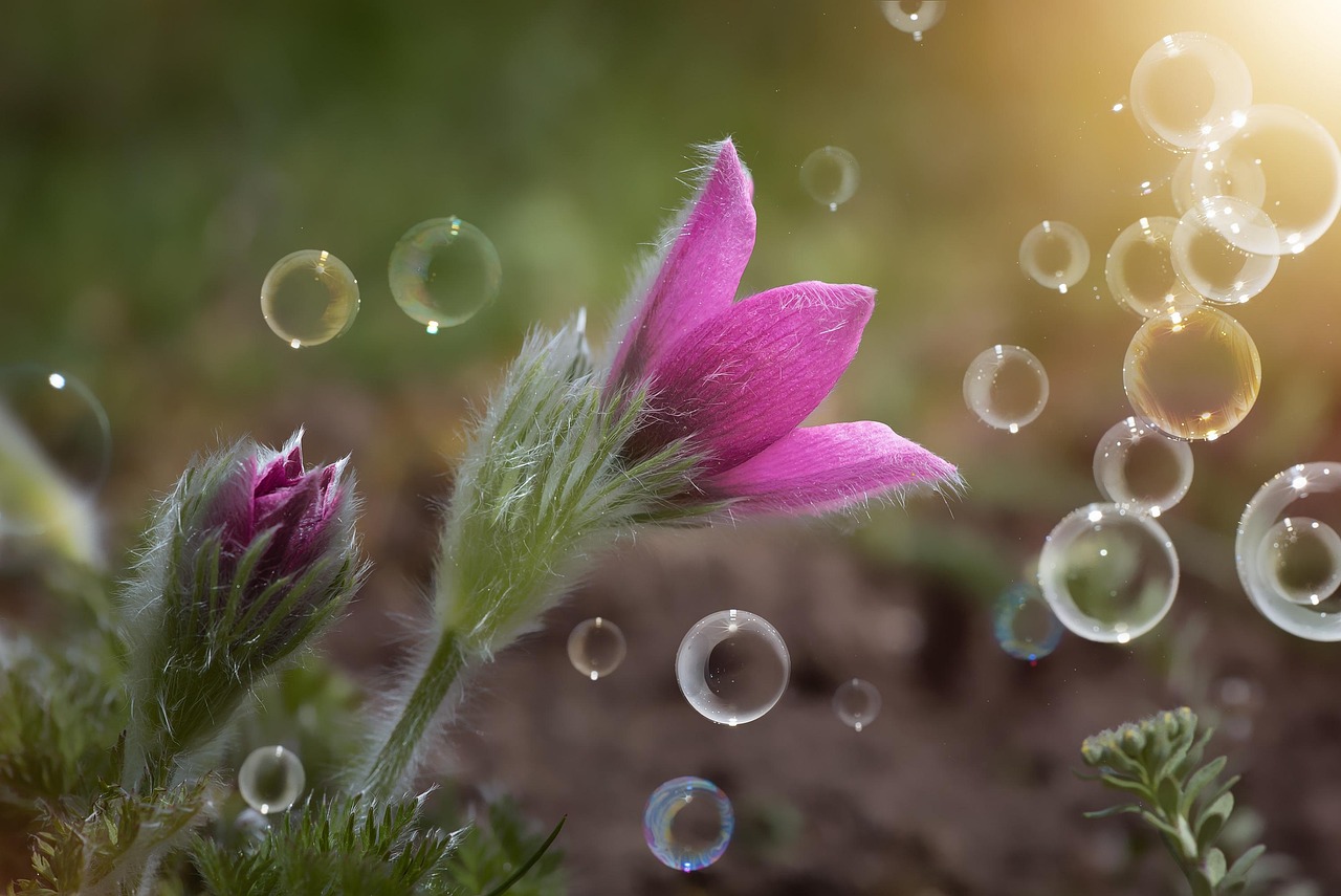 三月诗歌朗诵比赛,颂扬生命的春天篇章