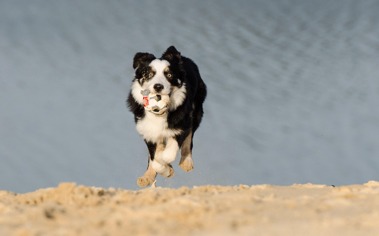 三月边境犬热血比赛盛宴开启！