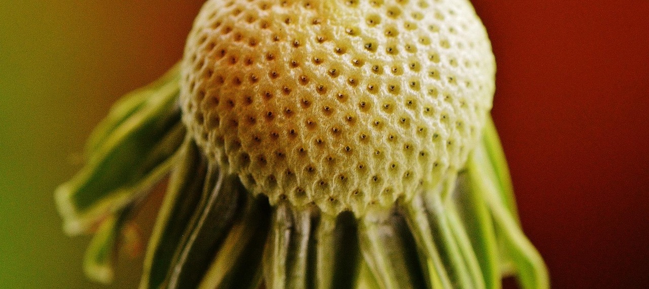 近期四川泽泻价格走势探讨与分析